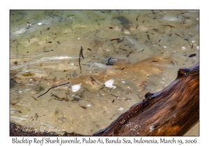 Blacktip Reef Shark juvenile