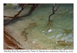 Blacktip Reef Shark juveniles