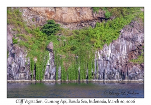 Cliff Vegetation