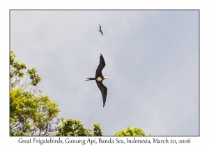 Great Frigatebird