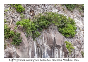 Cliff Vegetation