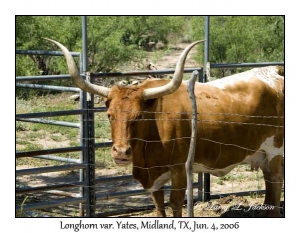 Longhorn, female