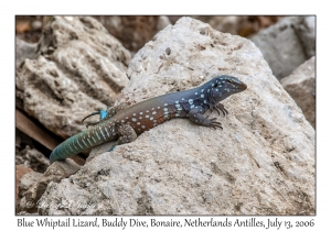 Blue Whiptail Lizard