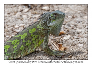 Green Iguana