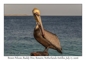 Brown Pelican