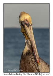 Brown Pelican