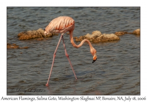 American Flamingo