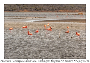 American Flamingoes