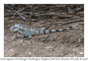 Green Iguana
