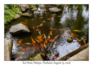 Koi Pond