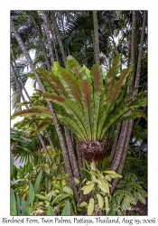 Birdnest Fern