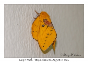 Lappet Moth