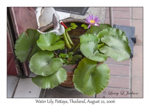 Water Lily