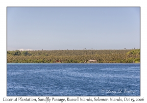 Coconut Plantation