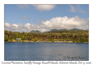 Coconut Plantation