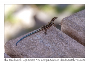 Blue-tailed Skink