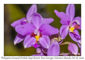 Philippine Ground Orchid