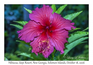 Hibiscus