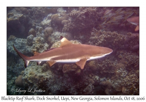 Blacktip Reef Shark