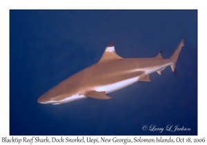 Blacktip Reef Shark