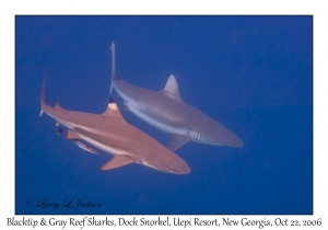 Blacktip & Gray Reef Sharks
