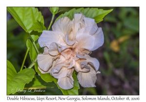 Double Hibiscus