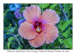 Hibiscus