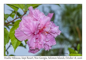 Double Hibiscus