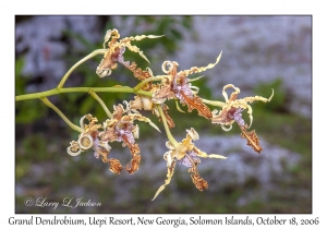 Grand Dendrobium