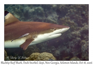 Blacktip Reef Shark