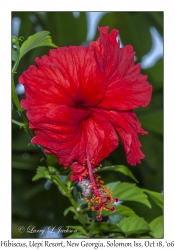 Hibiscus