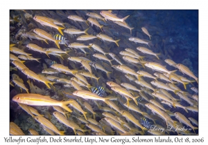 Yellowfin Goatfish