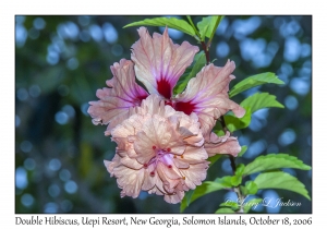 Double Hibiscus