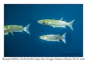 Bluespot Mullet