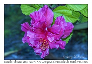 Double Hibiscus