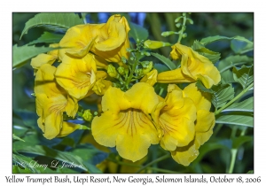 Yellow Trumpet Bush