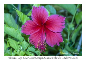 Hibiscus