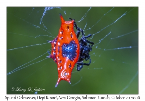 Spiked Orbweaver