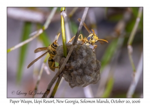 Paper Wasps