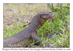 Mangrove Monitor