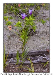 Ground Orchid