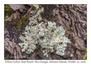 Foliose Lichen