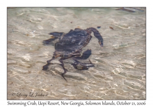 Swimming Crab