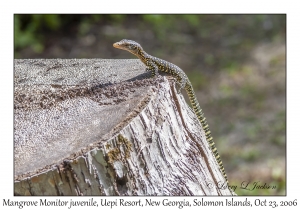 Mangrove Monitor juvenile