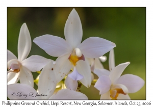 Philippine Ground Orchid