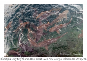 Blacktip & Gray Reef Sharks