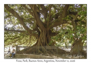 Ficus Tree