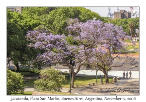 Jacaranda