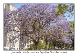 Jacaranda