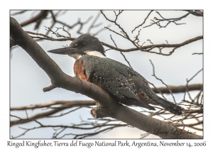 Ringed Kingfisher